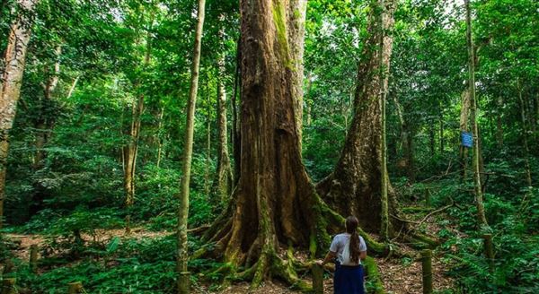 Bird Watching Tour in North & Central Vietnam 11 Days